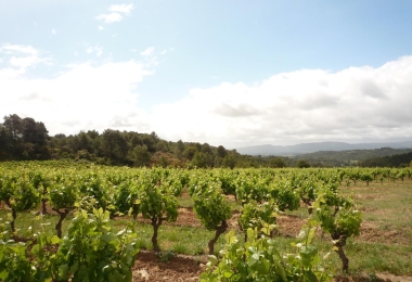 Vignes bien encépagées en AOP Minervois