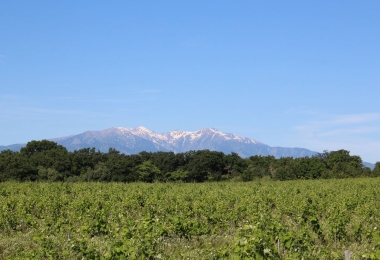 Vignes domaine Viticole en HV3 Proche des Pyrénées et de Perpignan