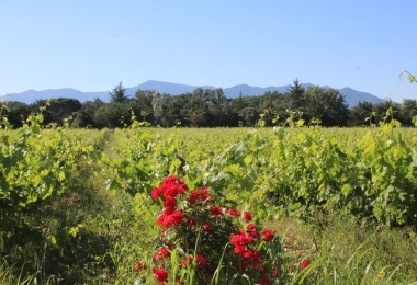 Vignes domaine Viticole en HV3, proche des Pyrénées