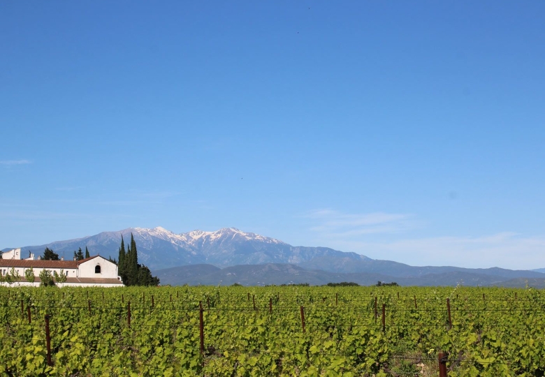 Vignes domaine Viticole en HV3 Proche de Perpignan