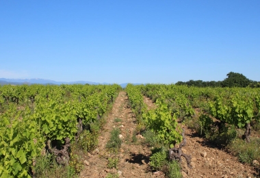 Vignes domaine Viticole en HV3 avec vues panoramiques sur les Pyrénées.