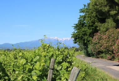 Vignes domaine Viticole en HV3 avec vue sur les Pyrénées