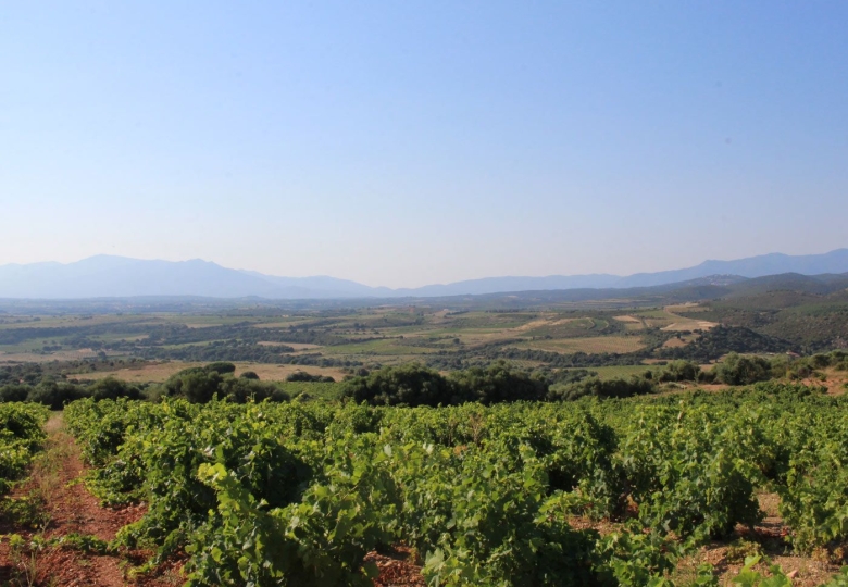 Magnifique vignoble en AOP Côtes du Roussillon et Muscat de Rivesaltes