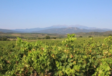 Vignoble AOP Côtes du Roussillon au cur des Aspres.