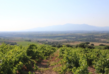 Vignoble AOP Côtes du Roussillon près de Perpignan