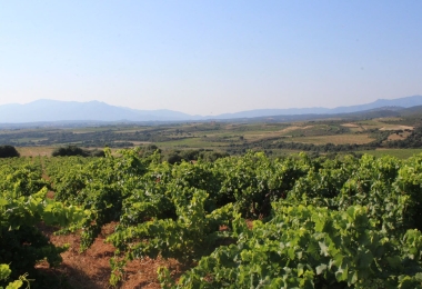 Vignoble Muscat de Rivesaltes près de Perpignan