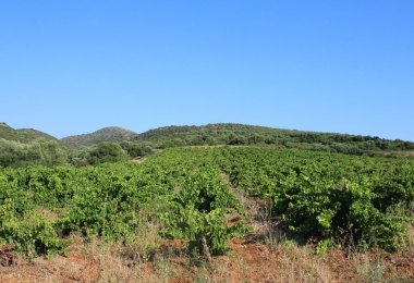 Vignoble Muscat de Rivesaltes