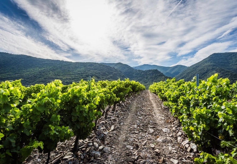 SUPERBE VIGNOBLES SUPERBES TERROIRS DE SCHISTES ET D’ALTITUDE 