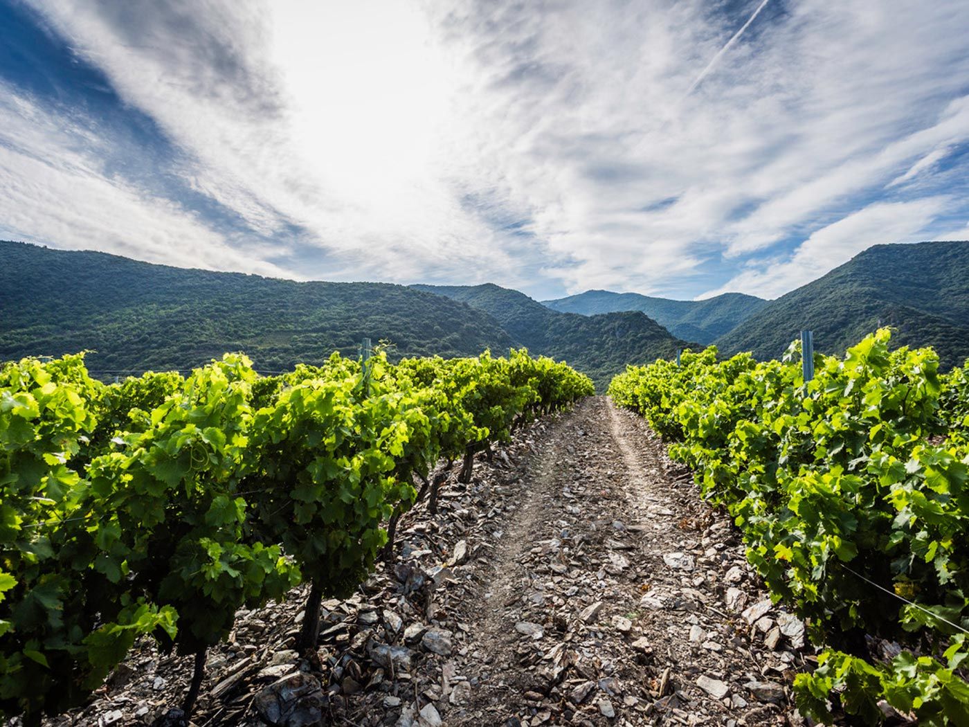 SUPERBE VIGNOBLES SUPERBES TERROIRS DE SCHISTES ET D’ALTITUDE 