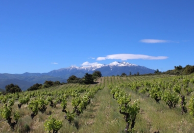 Joli vignoble daltitude en AOP Côtes du Roussillon