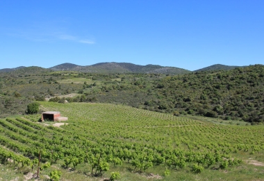 Joli vignoble d#qaltitude en Languedoc-Roussillon