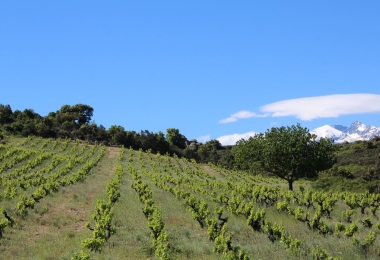 Vignoble en Languedoc-Roussillon magnifique terroir d#qaltitude