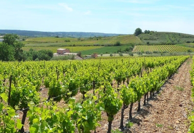 Les vignes du domaine viticole à vendre dans de Languedoc, proche dun village avec vue sur la campagne