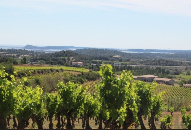 Les coteaux des vignes du domaine viticole Bio dans l#qAude en AOP Corbières