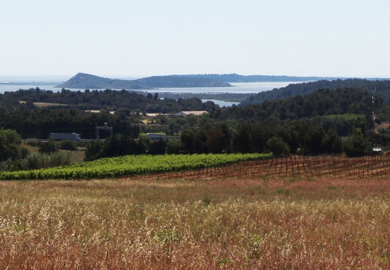 Les vignes du domaine viticole Bio dans l#qAude en AOP Corbières