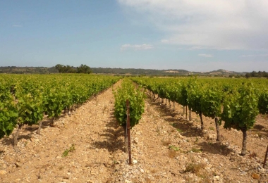 Vignoble en AOP Fitou