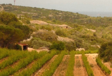 Vignoble en AOP muscat de Rivesaltes