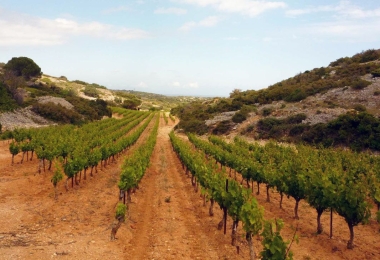 Joli vignoble entre Narbonne et Perpignan