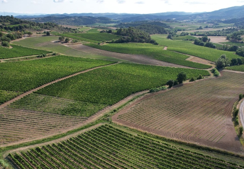 Vue aérienne des vignes du domaine viticole en Languedoc