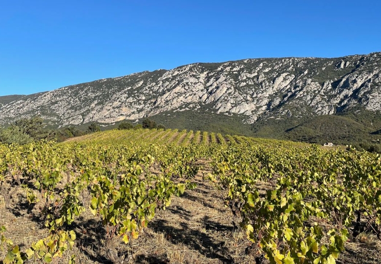 Magnifique vignoble en culture biologique dans le roussillon