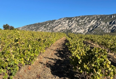 Vignoble en Occitanie en culture biologique