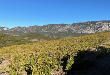 Vignoble dans les Pyrénées orientales en AOP Côtes du Roussillon