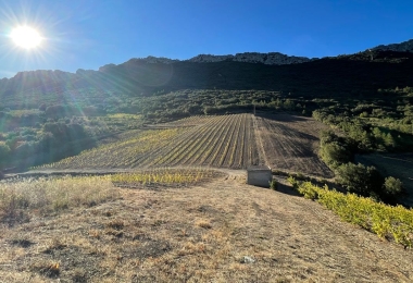 Magnifique vignoble en Roussillon situé sur de très beaux terroirs de schistes