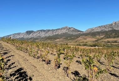 Vignoble dans les Pyrénées orientales en région Occitanie