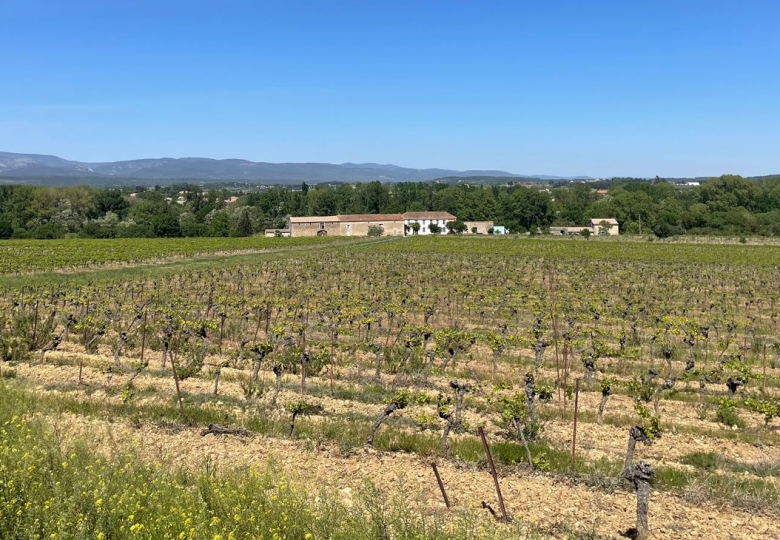 Vue des vignes du domaine viticole en vente dans le Languedoc