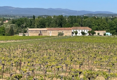 Vue des vignes du domaine viticole en vente, dans le Languedoc