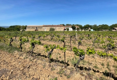 Vue des vignes du domaine viticole en vente dans le Languedoc