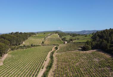 Vignes du domaine viticole bio Hérault