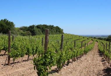 Vigne du domaine viticole Bio dans le Languedoc