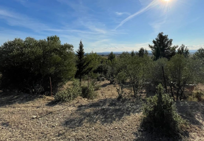 Vue générale du domaine viticole dans l#qHérault