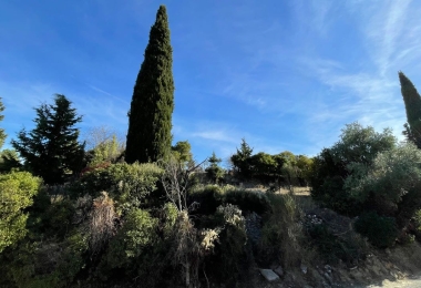 Allée du domaine viticole dans l#qHérault