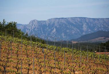 Mourvèdre Caroux