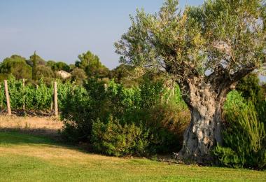 Oliviers domaine viticole Bio, dans l'Hérault