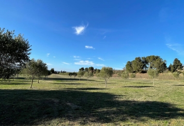 Vue du champ d#qoliviers du domaine viticole en Languedoc