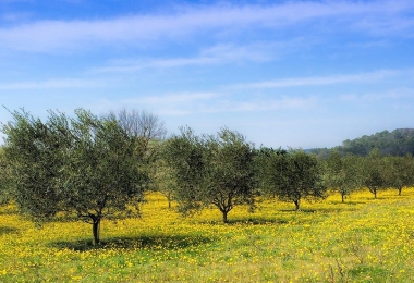 Champs d#qoliviers du domaine viticole en Languedoc