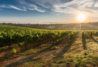 Vue des vignes du domaine viticole et oleicole en Languedoc