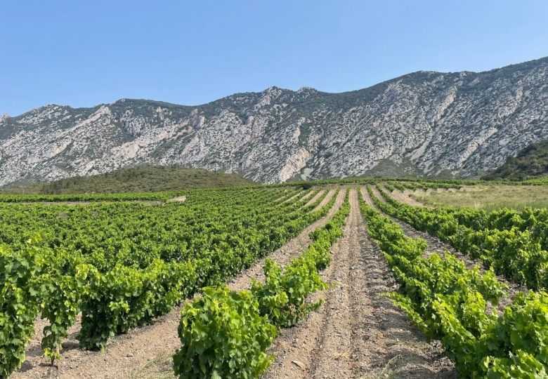 Vignes domaine viticole Pyrénées Orientales