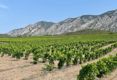 Vue des vignes du domaine viticole dans Pyrénées Orientales