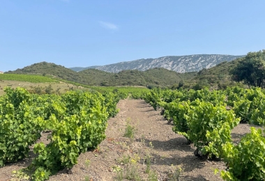 Vignes domaine viticole Pyrénées Orientales