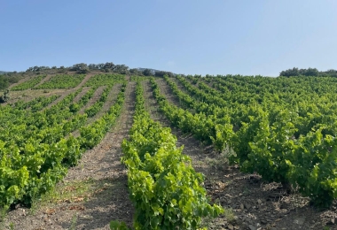 Vignes domaine viticole Pyrénées Orientales