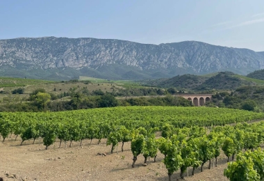 Vue des vignes du domaine viticole Pyrénées Orientales