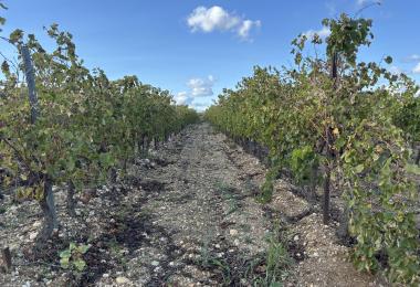 Vignes du domaine viticole a vendre hérault