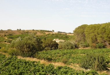 Domaine viticole  proche de la mer sur l'appellation Piquepoul de Pinet 