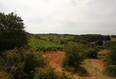 Domaine viticole  proche de la mer sur l'appellation Piquepoul de Pinet 