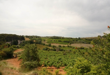 Domaine viticole  proche de la mer sur l'appellation Piquepoul de Pinet 