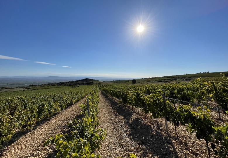 Vue domaine viticole languedoc hérault